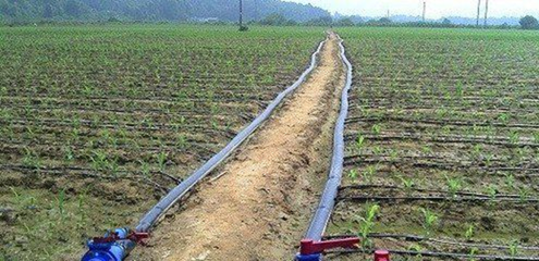 水润未来 齐帝节水灌溉三管齐下，助力绿色家园